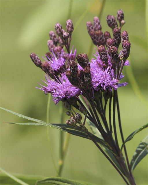 Vernonia fasciculata