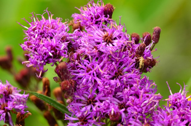 Vernonia fasciculata