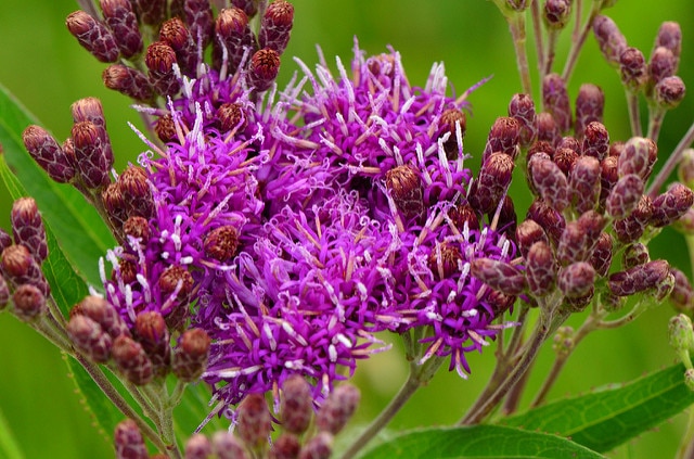 Vernonia fasciculata