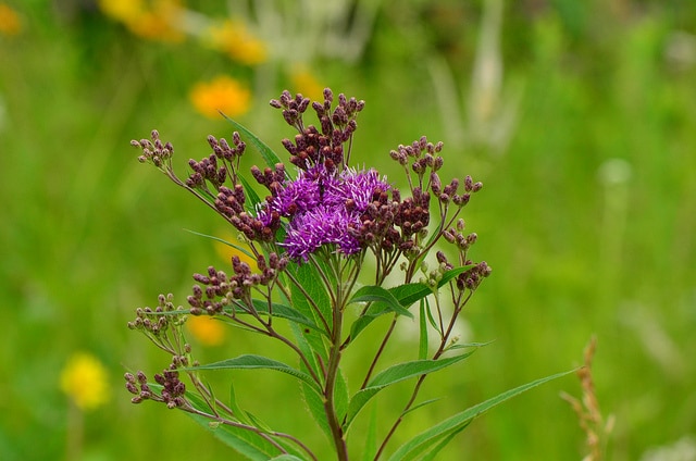 Vernonia fasciculata