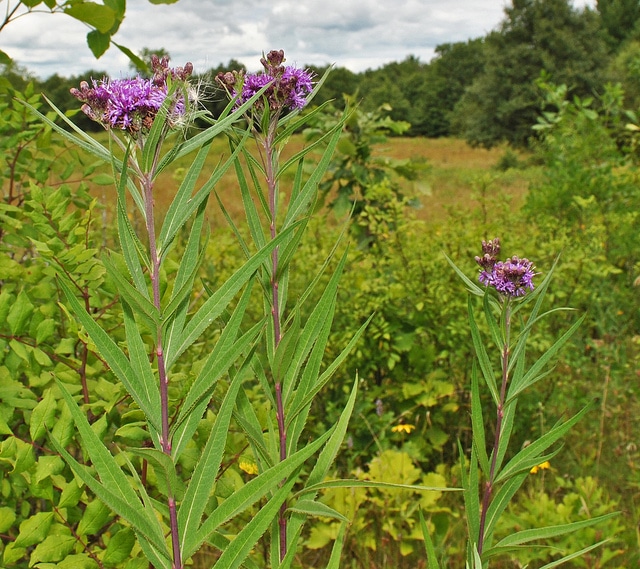 Vernonia fasciculata (Vernonia fasciculata)