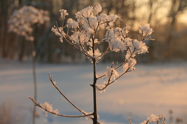 Vernonia noveboracensis