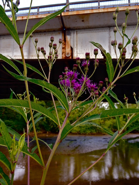 Vernonia noveboracensis