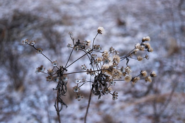 Vernonia noveboracensis