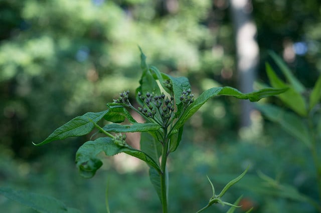 Vernonia noveboracensis