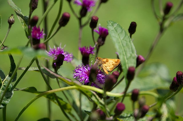 Vernonia noveboracensis