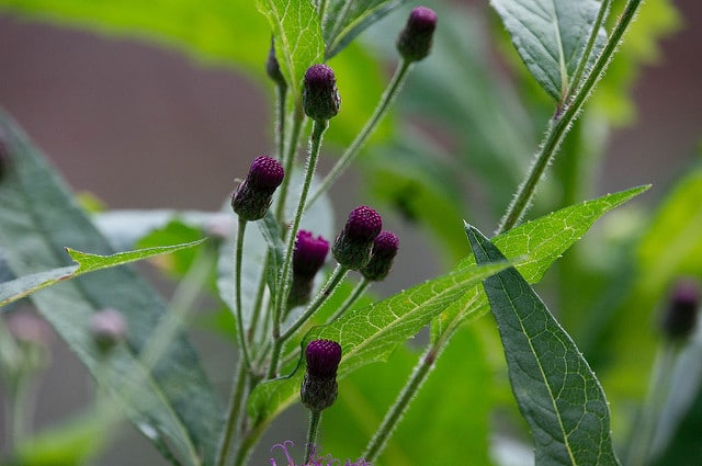 Vernonia noveboracensis (Vernonia noveboracensis)