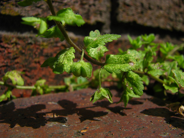 Véronique agreste (Veronica agrestis)