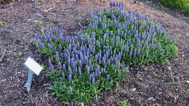 Veronica allionii (Veronica allionii)