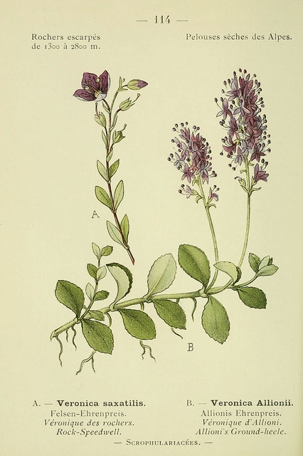 Veronica allionii