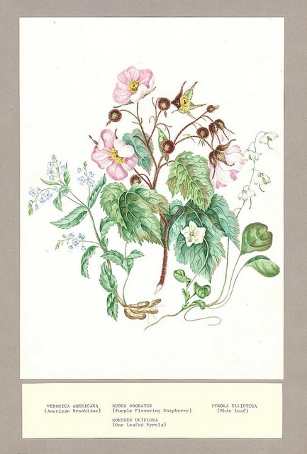 Veronica americana