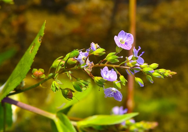 Veronica americana