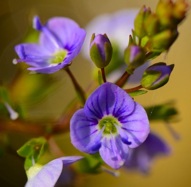 Veronica americana