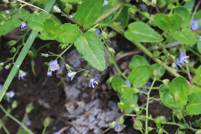 Veronica americana