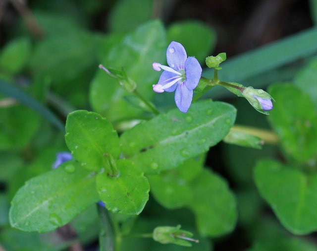 Veronica americana (Veronica americana)