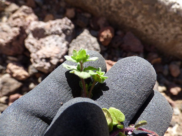 Véronique des champs (Veronica arvensis)