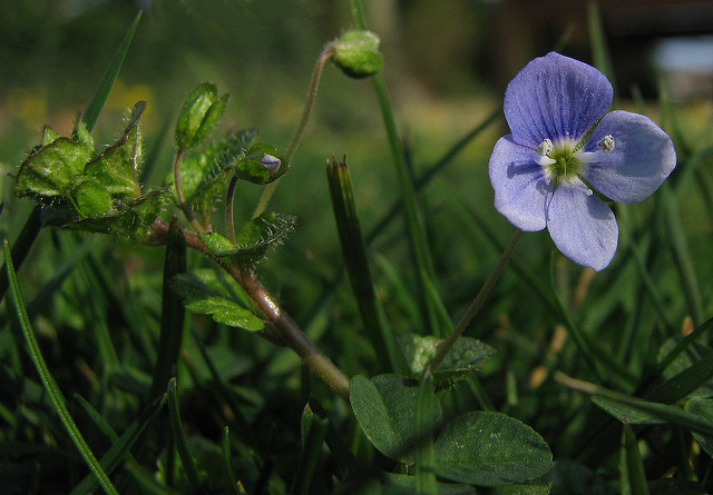 Véronique filiforme (Veronica filiformis)