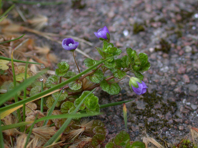 Véronique filiforme