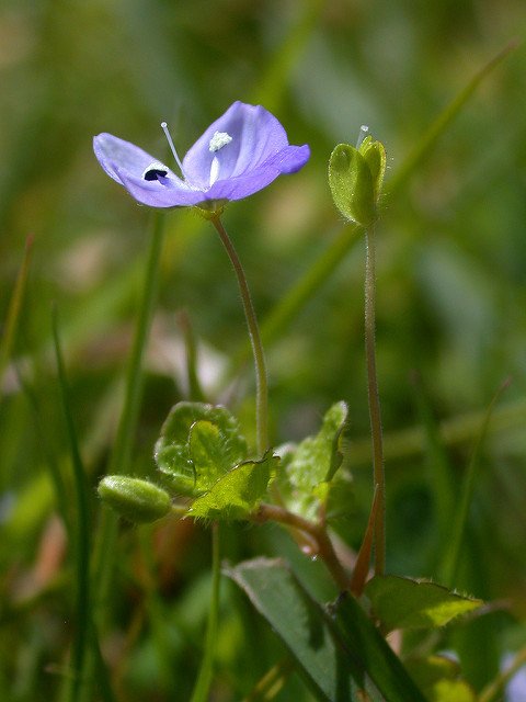 Véronique filiforme