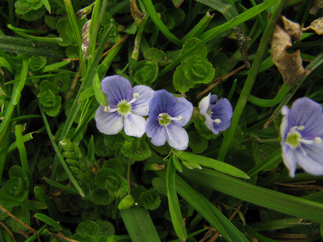 Véronique filiforme