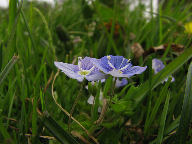 Véronique filiforme