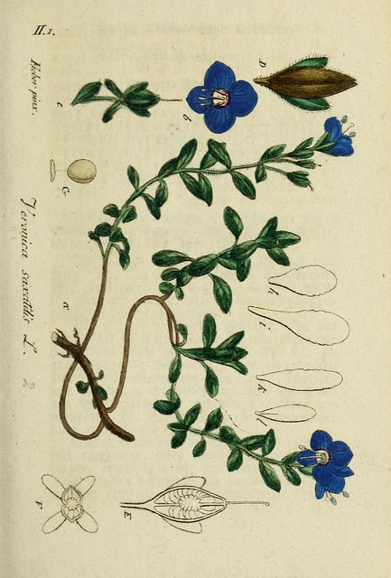 Véronique buissonnante
