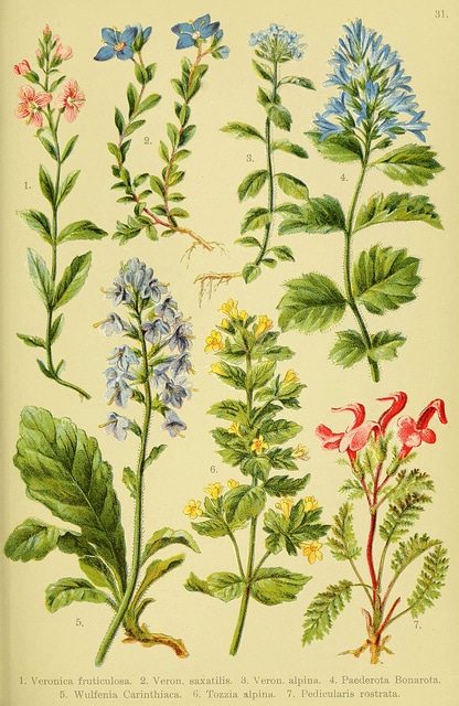 Véronique buissonnante