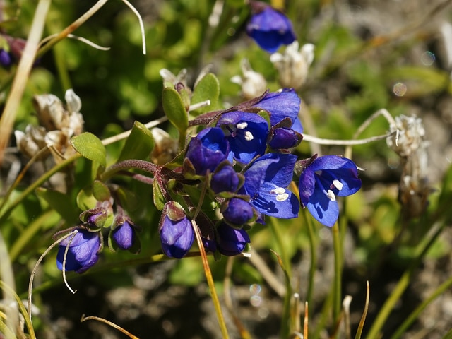 Véronique buissonnante (Veronica fruticans)