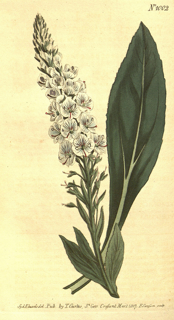 Véronique (Veronica gentianoides)
