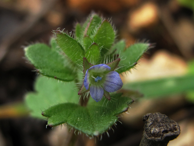 Véronique à feuilles de lierre (Veronica hederifolia)