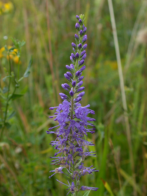 Véronique à feuilles longues