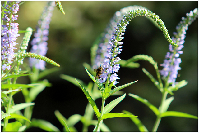 Véronique à feuilles longues (Veronica longifolia)