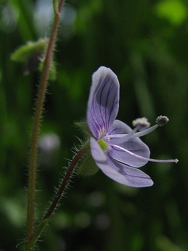 Véronique des montagnes