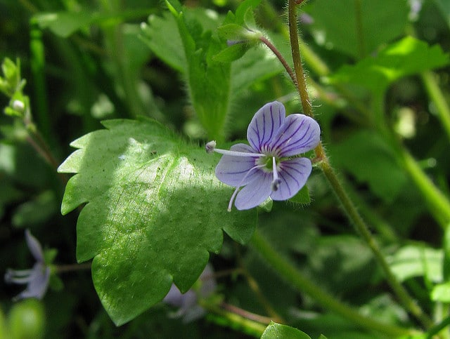 Véronique des montagnes