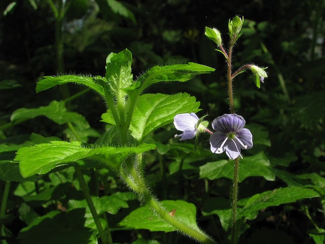 Véronique des montagnes