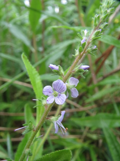 Véronique officinale