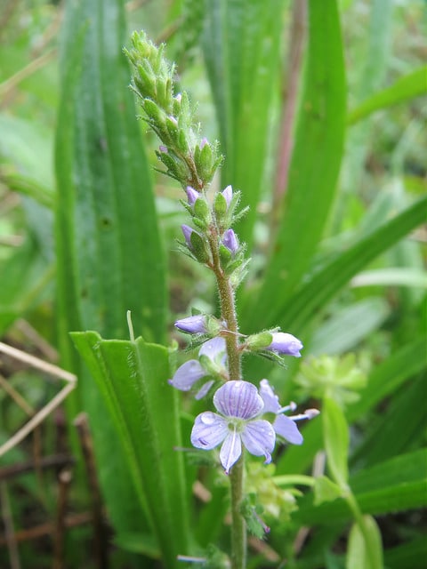 Véronique officinale