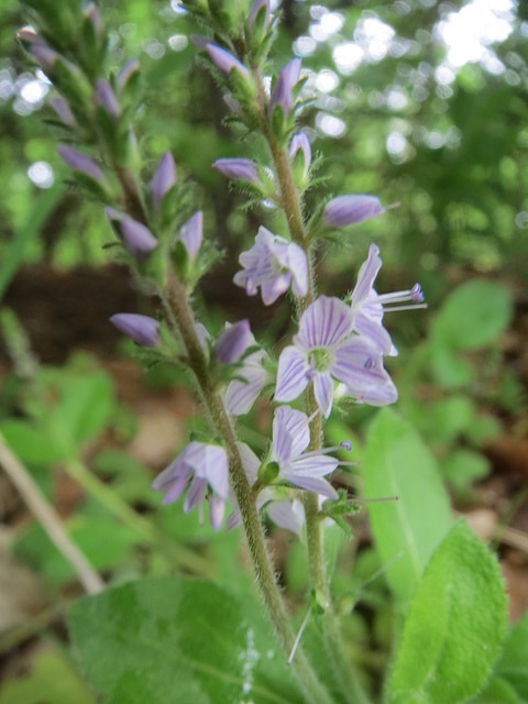 Véronique officinale