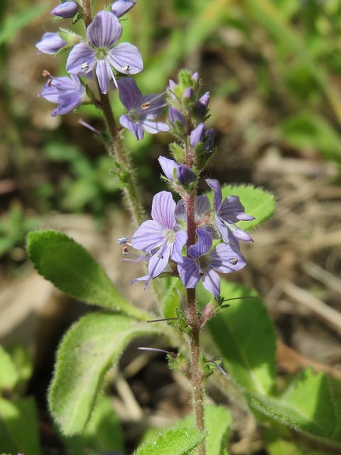 Véronique officinale
