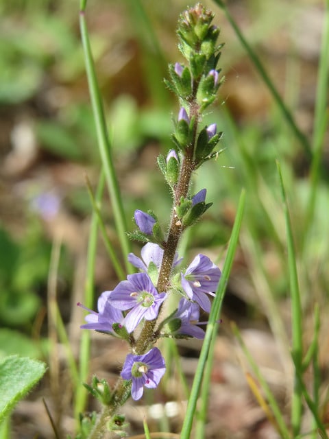 Véronique officinale