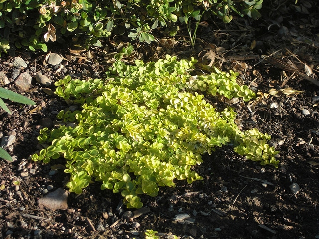 Véronique rampante (Veronica repens)