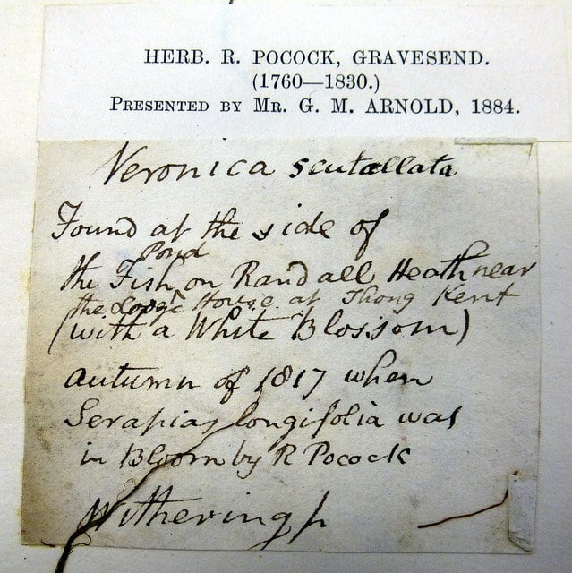 Véronique à écusson