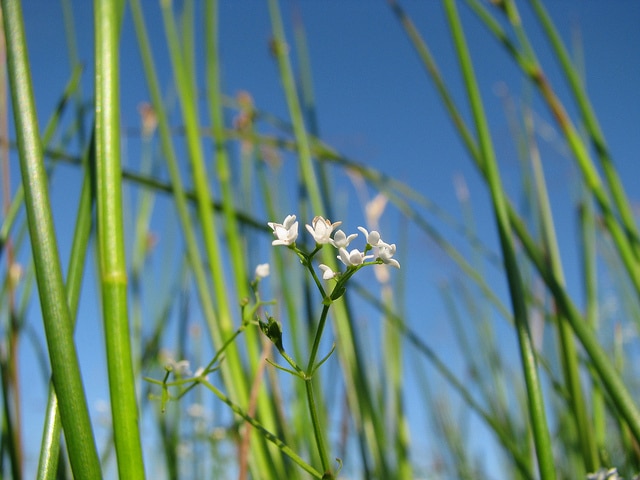 Véronique à écusson (Veronica scutellata)