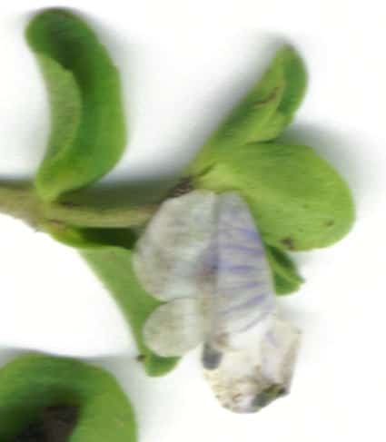 Véronique à feuilles de serpolet