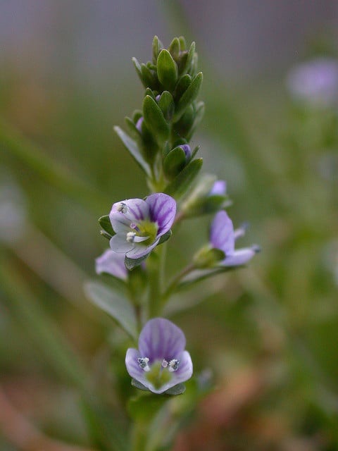 Véronique à feuilles de serpolet