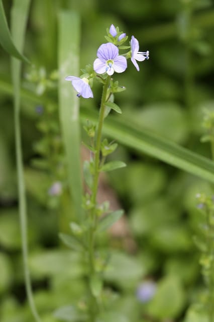Véronique à feuilles de serpolet