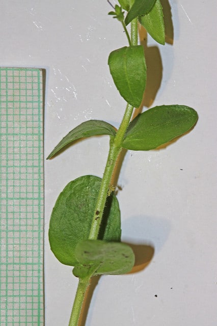 Véronique à feuilles de serpolet