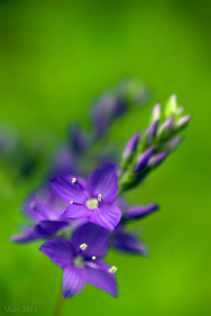 Véronique germandrée