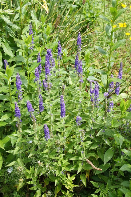 Véronique germandrée