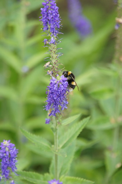 Véronique germandrée